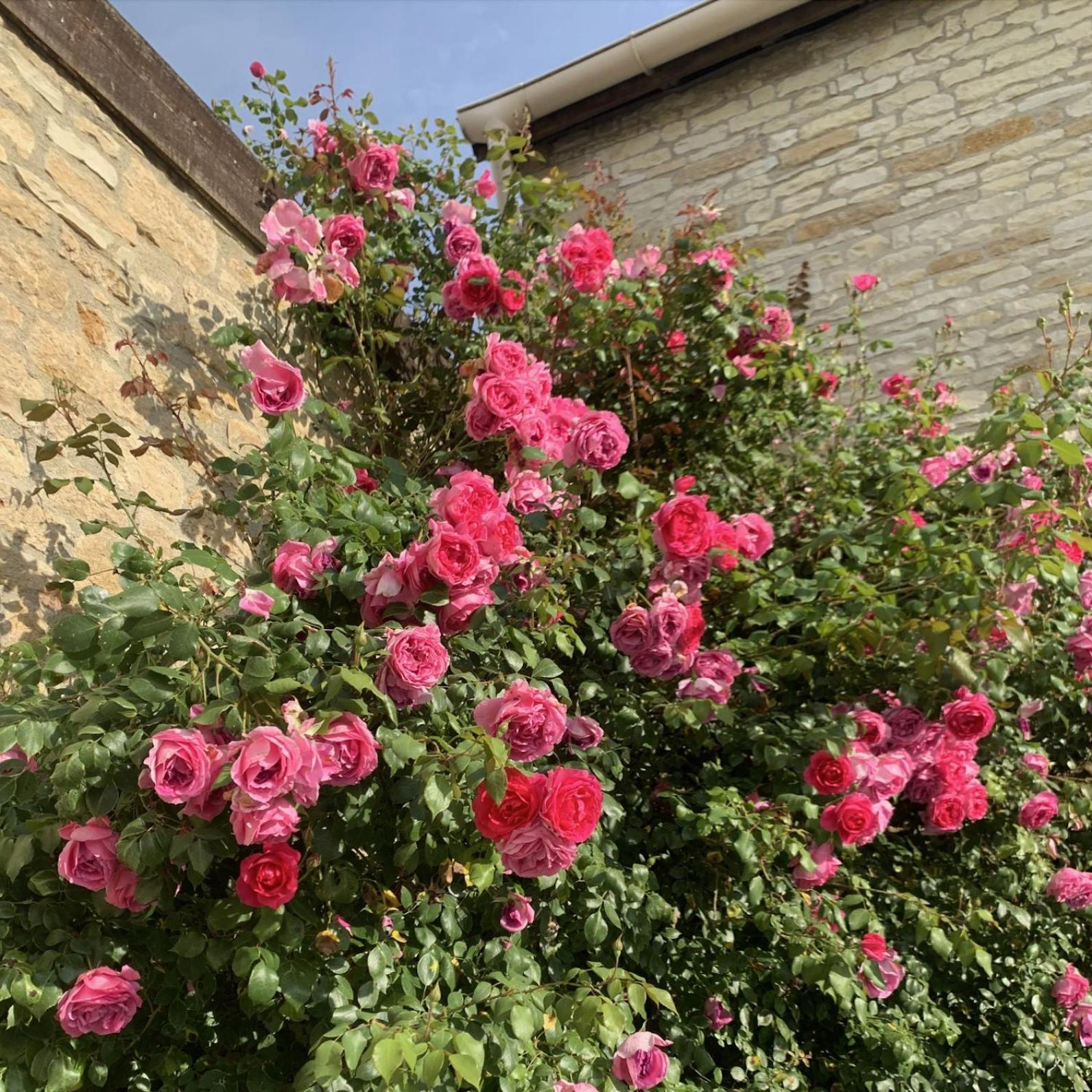 La Cour Des Delices Bed & Breakfast Gigny  ภายนอก รูปภาพ